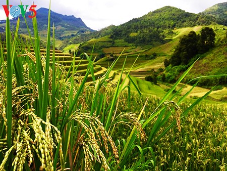 Reisterrassen in Mu Cang Chai - Die prächtige Schönheit im Hochland im Nordwesten - ảnh 1